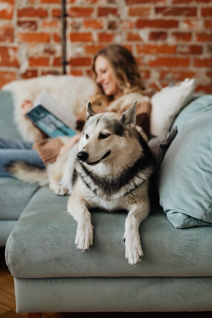 A cute Siberian Husky dog lounging on a couch indoors with a person reading nearby.